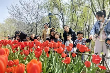 春日予你 “郁”见花开　——记张家港市南沙幼儿园小班亲子研学活动